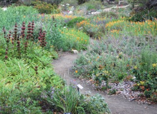 Jardin sauvage