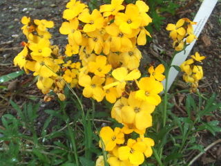 Erysimum cheiri, syn. Cheiranthus cheiri