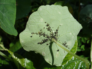 Feuille de capucine couverte de pucerons