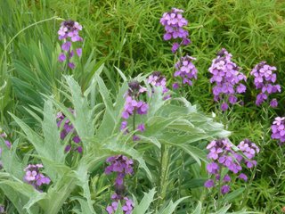 Giroflée ravenelle 'Bowles Mauve'
