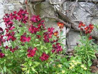 Giroflée ravenelle (Cheiranthus cheiri)