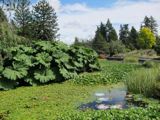 Gunnera manicata sur les berges d'un étang