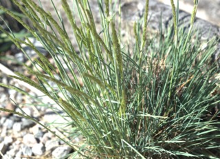 Koeleria glauca