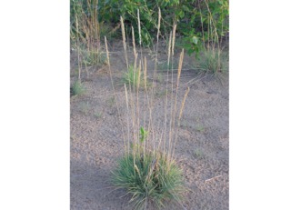 Koeleria glauca dans son milieu naturel