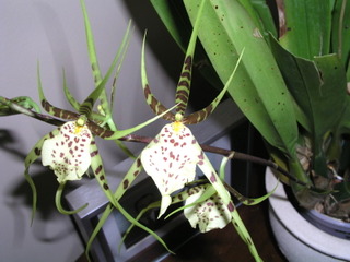 Orchidée brassia