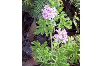 Pelargonium odoratissimum