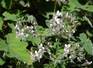 Pelargonium tomentosum