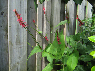 Persicaire amplexicaule, Persicaria amplexicaulis