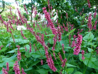 Persicaire - Persicaria amplexicaulis
