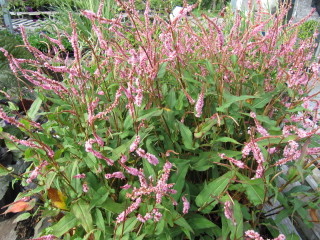 Persicaria amplexicaulis en septembre
