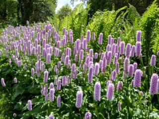 Persicaria bistorta 'Superba'