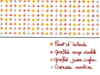 Schéma de plantation du massif : disposition des plantes