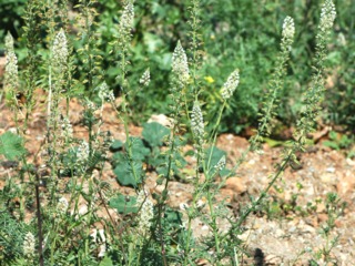 Reseda alba