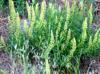 Reseda lutea