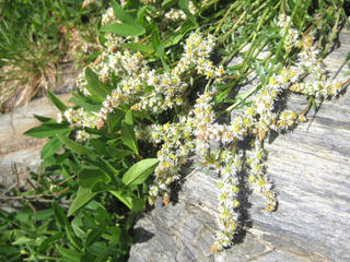 Reseda phyteuma