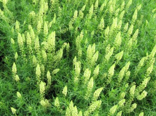 Reseda lutea