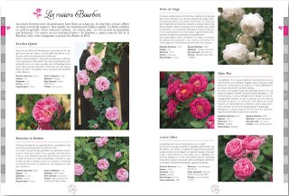Roses anciennes et anglaises