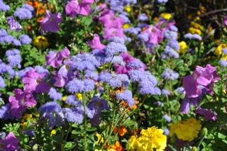 Ageratum x 'Horizon'