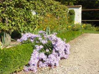 Asters, cosmos et buis devant haie de poiriers
