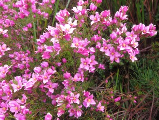 Boronia crenulata