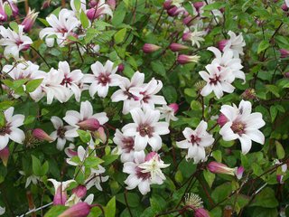 Clématite texensis 'Princess Kate'