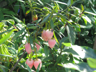 Crinodendron hookerianum 'Ada Hoffmann'