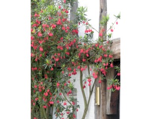 Crinodendron hookerianum planté devant une façade