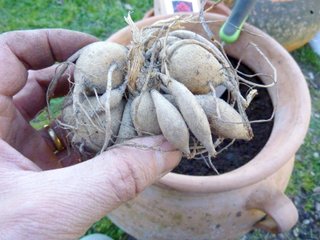 Tubercule de dahlia - plantation en pot