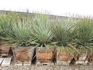 Dasylirion wheeleri en pots