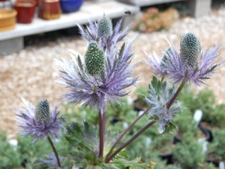 Eryngium alpinum 'Blue Star'