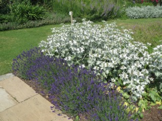 Eryngium giganteum et lavande