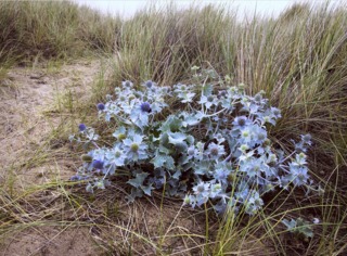 Eryngium maritimum
