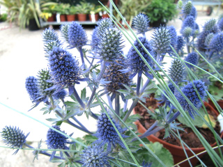 Eryngium 'Tiny Jackpot'
