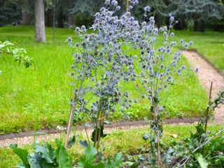 Eryngium tuteurés