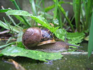 Escargot