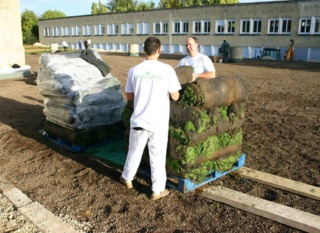 Gazon en rouleaux