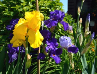Iris barbus jaune et bleu
