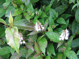 Keiskea japonica