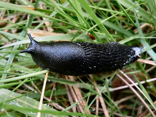 Limace noire