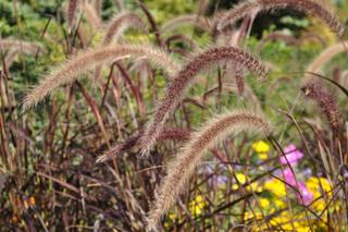 Pennisetum setaceum ‘rubrum’