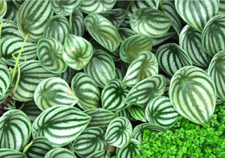 Peperomia argyreia