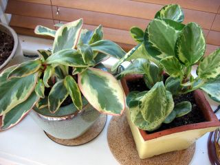 Peperomia