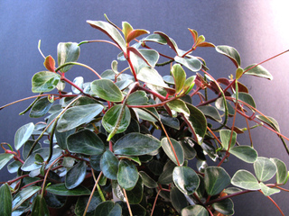 Peperomia sandwicensis