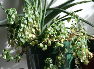 Peperomia