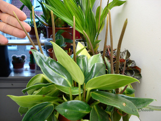 Peperomia 'Smaragd' : inflorescence