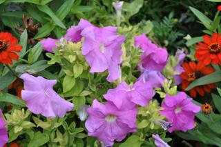 Petunia x 'Lavender'