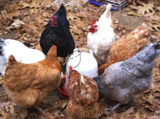 Abreuvoir pour poules