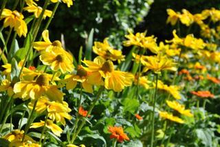 Rudbeckia hirta ‘Prairie Sun’