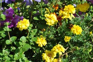 Tagetes ‘Mr Majestic’
