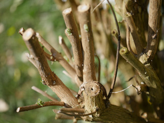 Taille courte (buddleia)